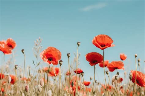 Poppy Field Wallpaper Images | Free Photos, PNG Stickers, Wallpapers ...