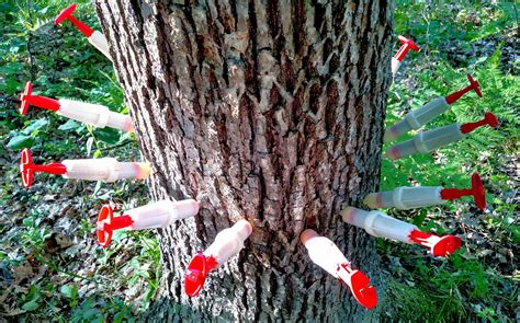 oak tree fungus treatment - Vernie Bannister