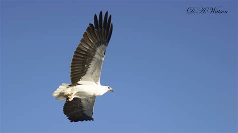 White-bellied Sea Eagle (WBSE) | BIRDS in BACKYARDS