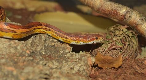 Corn Snake Habitat: What Is the Ideal Tank Setup?