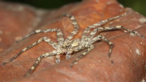 Flying Spiders | California Academy of Sciences