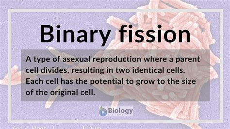 Binary fission Definition and Examples - Biology Online Dictionary