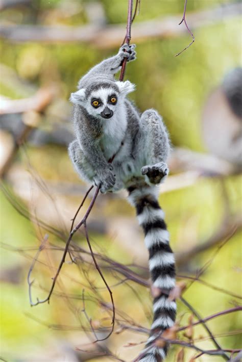 Acrobatic lemur | This lemur was hanging from a tree, giving… | Flickr