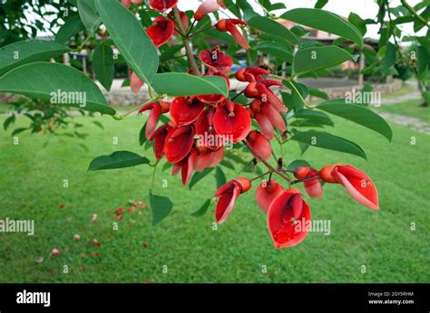 Erythrina crista-galli tree flowering Stock Photo - Alamy