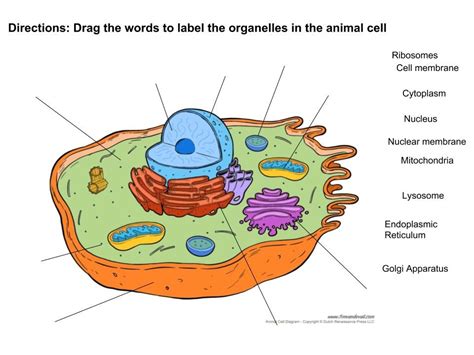 Cell Organelles Diagram | Quizlet