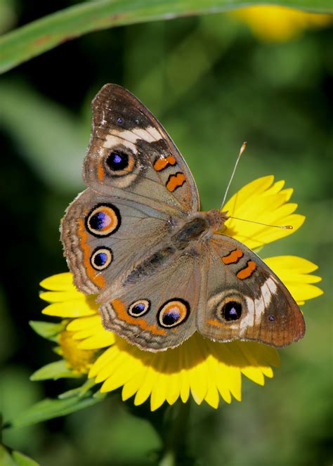 Autumn Blooms and Butterflies - Shoal Creek Conservancy