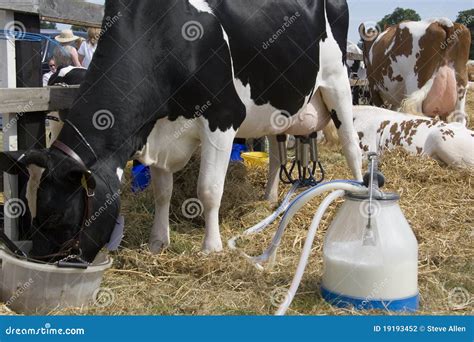 Dairy Farming - Milking A Cow Stock Photography - Image: 19193452