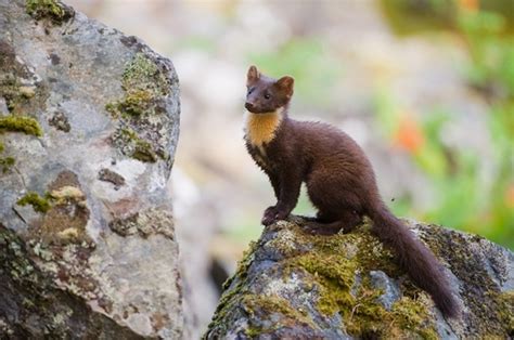 Pine Marten (European Pine Marten) Facts and Pictures