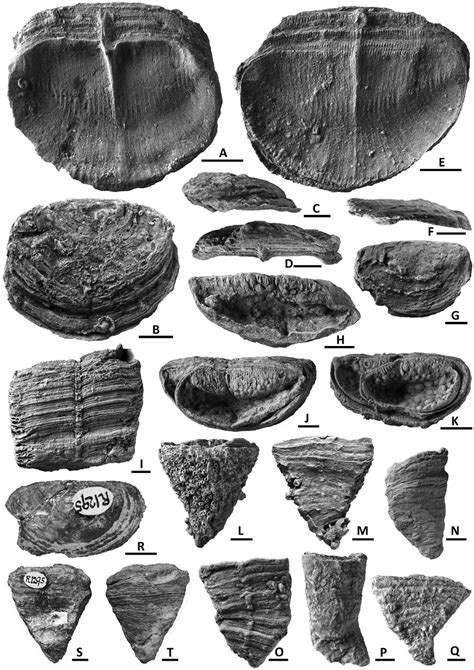 Gerviphyllum gervillei (Bayle, 1878), Cotentin, Néhou, Early Devonian;... | Download Scientific ...