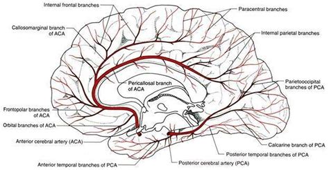 Pictures Of Anterior Cerebral Artery