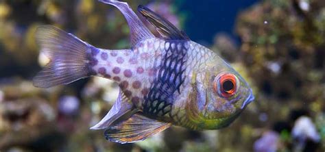 Breeding the Pajama Cardinalfish | Tropical Fish Hobbyist Magazine