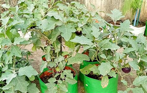 Growing Brinjal | Home Gardening | Rehoboth Organic Farms