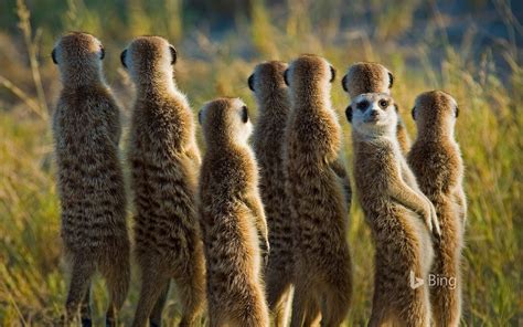 meerkat family - Bing Wallpaper (42981970) - Fanpop