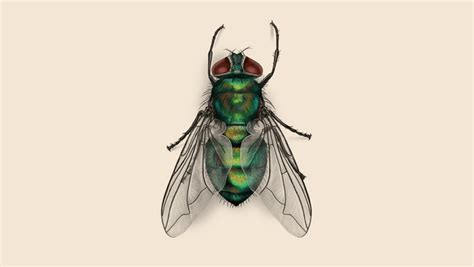 What Do Blow Flies Look Like? | Identify Flies | Orkin