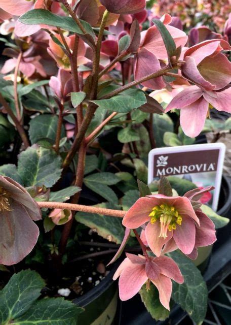 Adding Texture and Color With Hellebores - Cottage and Vine