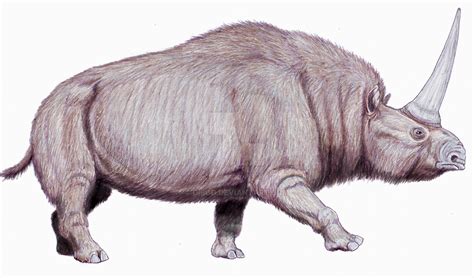 Elasmotherium sibiricum by DiBgd on DeviantArt