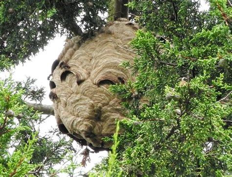 Giant Asian Hornets’ Nest Found In Tree In Tetbury | HuffPost UK