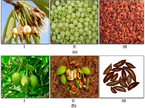 Photograph of (a) mahua flowers and (b) mahua fruits. | Download ...