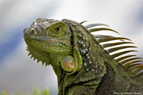 Interesting facts about green iguanas | Just Fun Facts