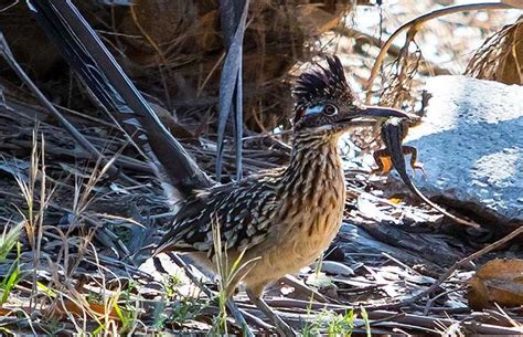 Sonoran Desert Wildlife - Roadrunner | Sonoran desert wildlife, Desert ...