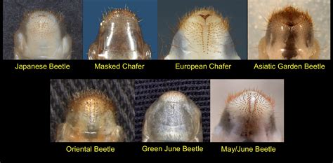 Japanese Beetle Grub Identification