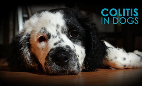 Colitis in Dogs: Causes, Symptoms and Solutions - Allivet Pet Care Blog