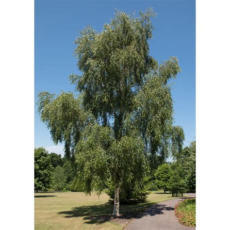 Online Orchards Weeping White Birch Tree Bare Root SHBR002 - The Home Depot