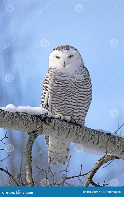 Snowy Owl in Winter Sitting on Broken Tree, Blue Sky Stock Image - Image of broken, snowy: 165700471