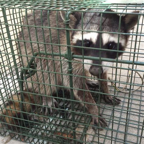 Raccoon Removal Services In Santa Monica, Ca | Santa Monica Raccoon Removal