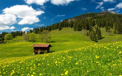 Bavarian alps green field trees grass wallpaper | 2560x1600 | 169314 | Vert, Turquie