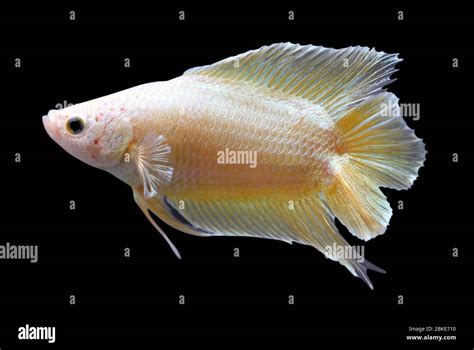 Betta Super Gold Double Tail DT Halfmoon Plakat Male or Plakat Fighting Fish Splendens On Black ...