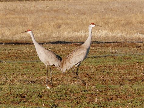 Free Sandhill Cranes Stock Photo - FreeImages.com