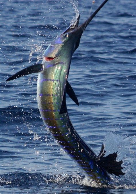 The 25+ best Marlin fishing ideas on Pinterest | Blue marlin, Deep sea fishing and Offshore fishing