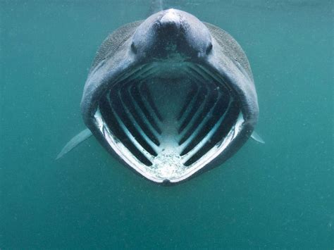 feeding basking shark | Basking shark, Megamouth shark, Whale shark