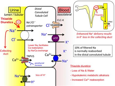 Thiazide diuretics uses, list, thiazide mechanism of action & thiazide ...