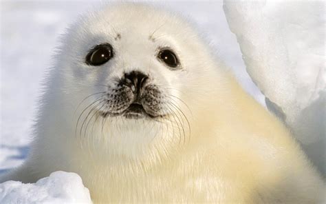 🔥 Download Gallery For Gt Baby Seal Wallpaper by @jcampbell38 | Baby ...