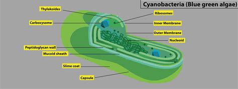 The site of photosynthesis in blue-green algae is(a) Chromatophores(b) Mitochondria(c ...