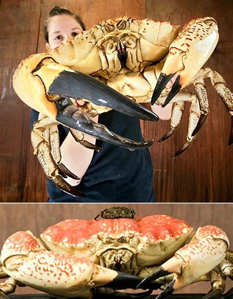 This Tasmanian King Crab named Claude : r/AbsoluteUnits