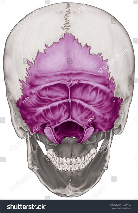 Occipital Bone Cranium Bones Head Skull Stock Illustration 1016960629 ...