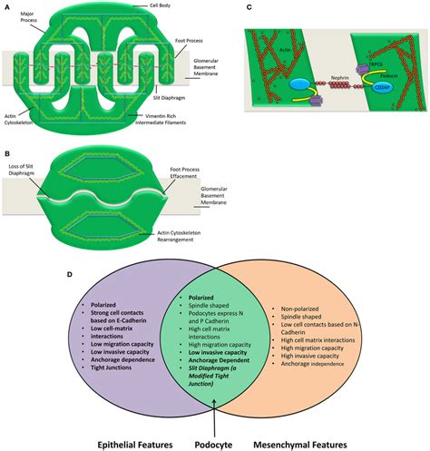 Podocyte structure and characteristics are shown. The podocyte ...