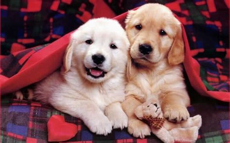 Golden Retriever puppies | Cute puppy wallpaper, Very cute puppies ...