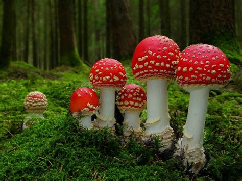 Mushroom poisoning - symptoms and first aid - The Debunking Dietitian | The Debunking Dietitian