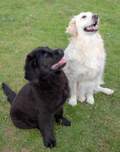 All About The Golden Newfie (Golden Retriever x Newfoundland)