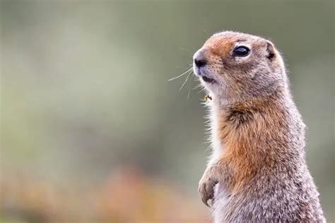 Arctic Ground Squirrel Facts for Kids - Education site