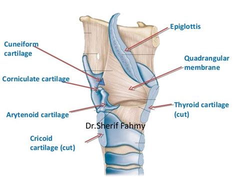 The Larynx (Anatomy of the Neck)