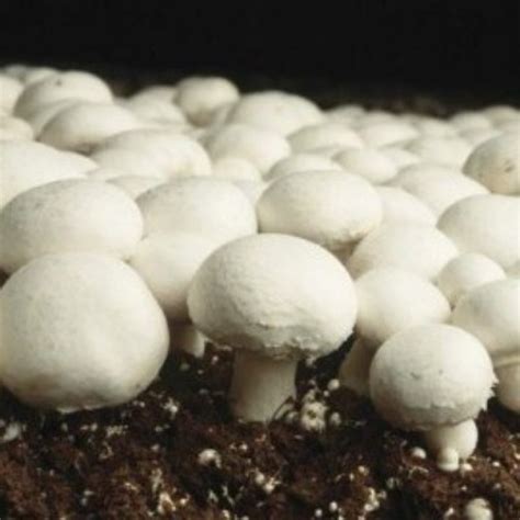 WHITE BUTTON (AGARICUS BISPORUS)