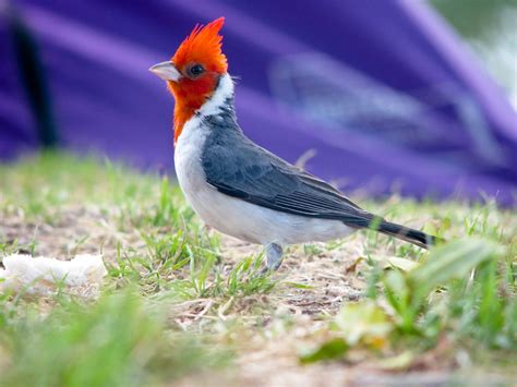 Fauna argentina: Pájaros argentinos. | Animaux, Animaux du monde, Faune