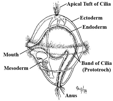 Freethought Forum - An Introduction to Zoology: Chapter 11