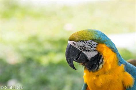 Peruvian amazon birds - GlobalGaz