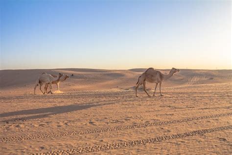 Sharjah Desert Park | Sharjah Zoo Park and Heritage